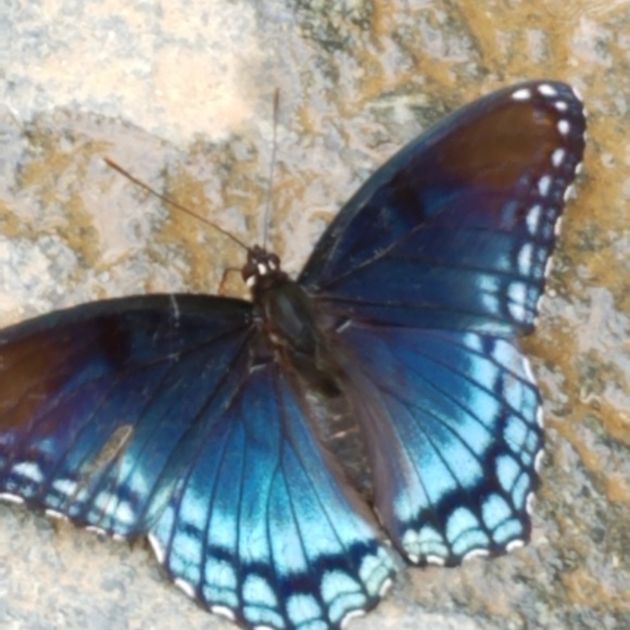 Meet your Posher, Dawn - Picture 2 of 2